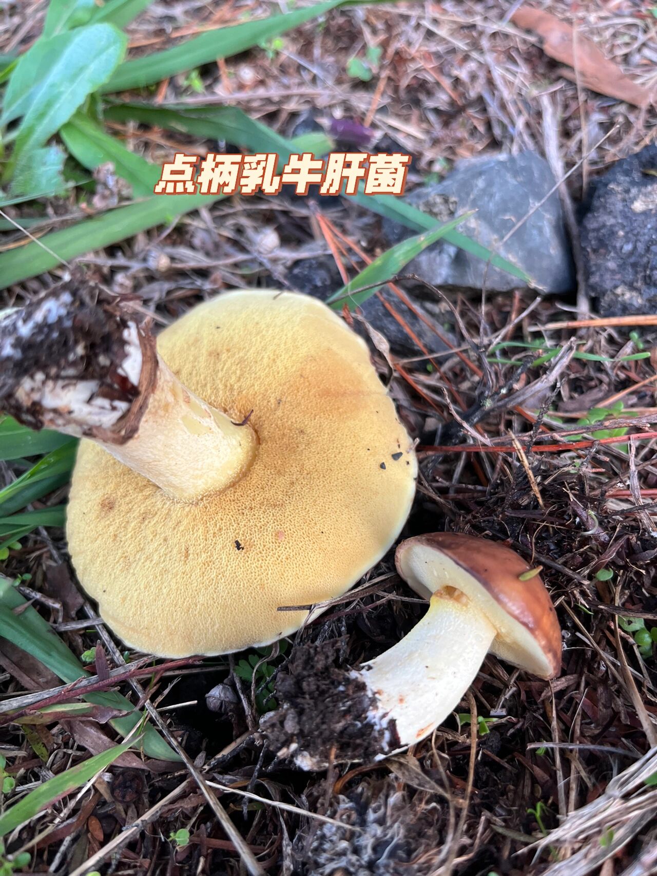 琥珀乳牛肝菌图片图片