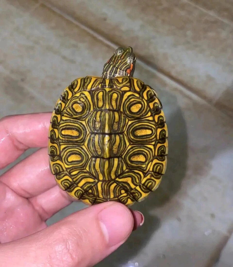 巴西脸龟类:格兰德彩龟