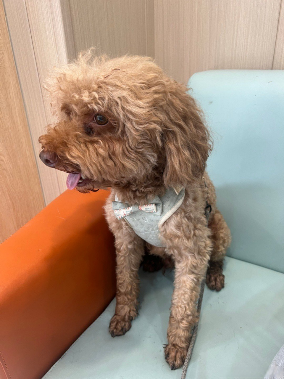 谁家狗丢了 中型太低是个弟弟 速度联系我#武侯区##寻主##泰迪