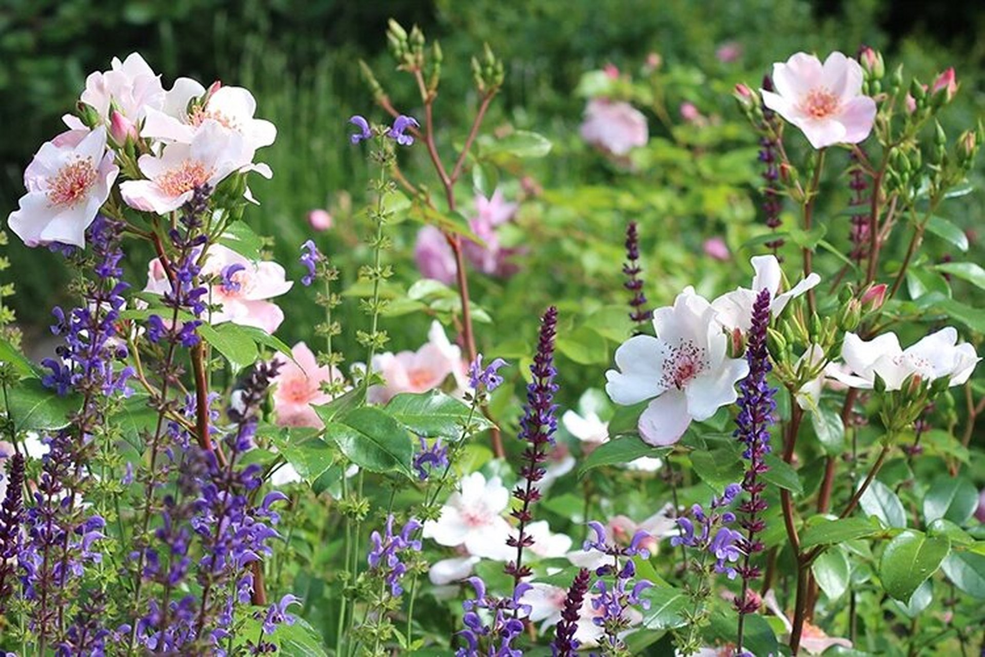 单瓣月季天花板,可爱甜美人|100年经典植物 能在众多重瓣华美花型的