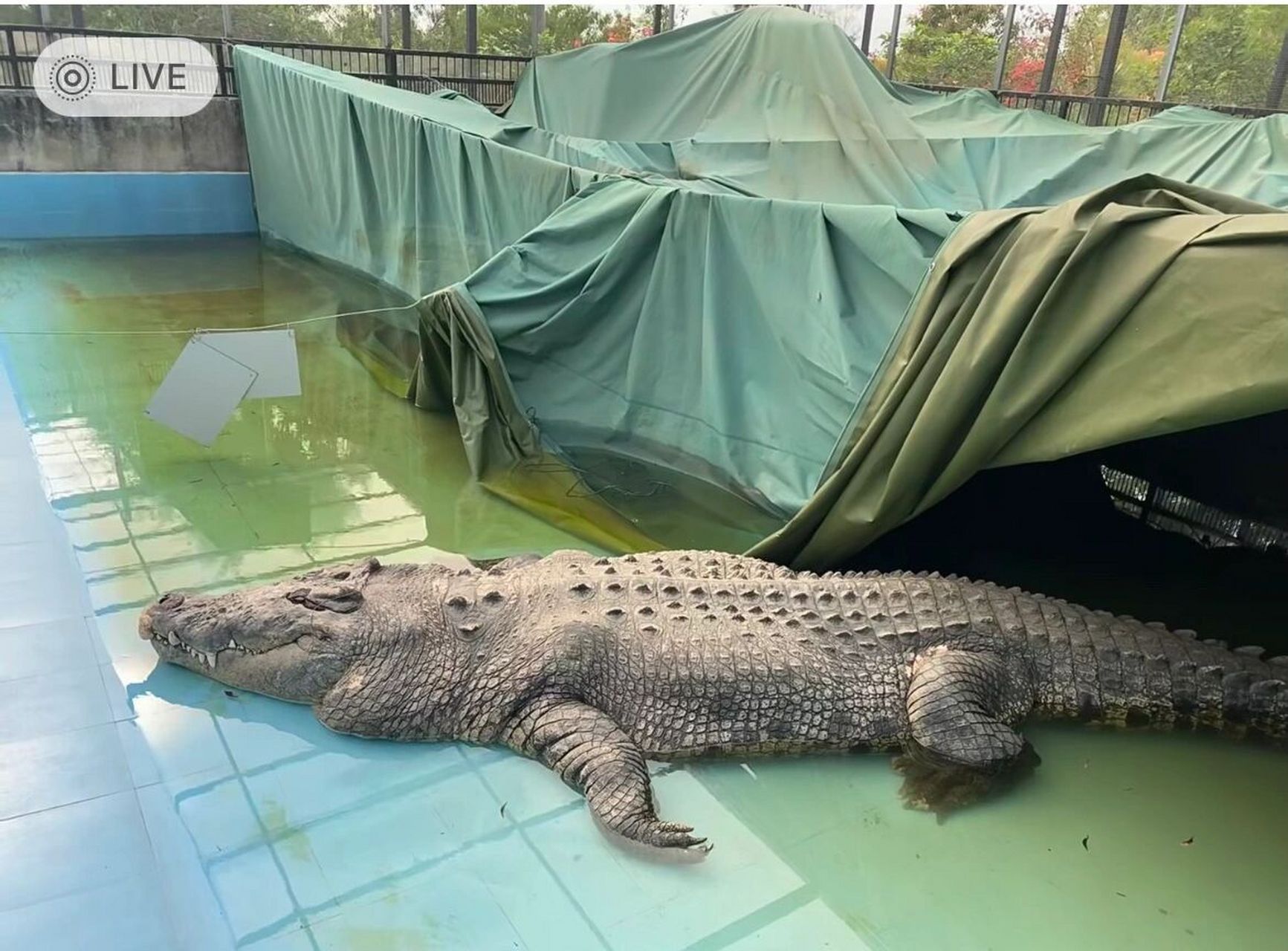 鳄鱼小河 厦门中非世野野生动物园