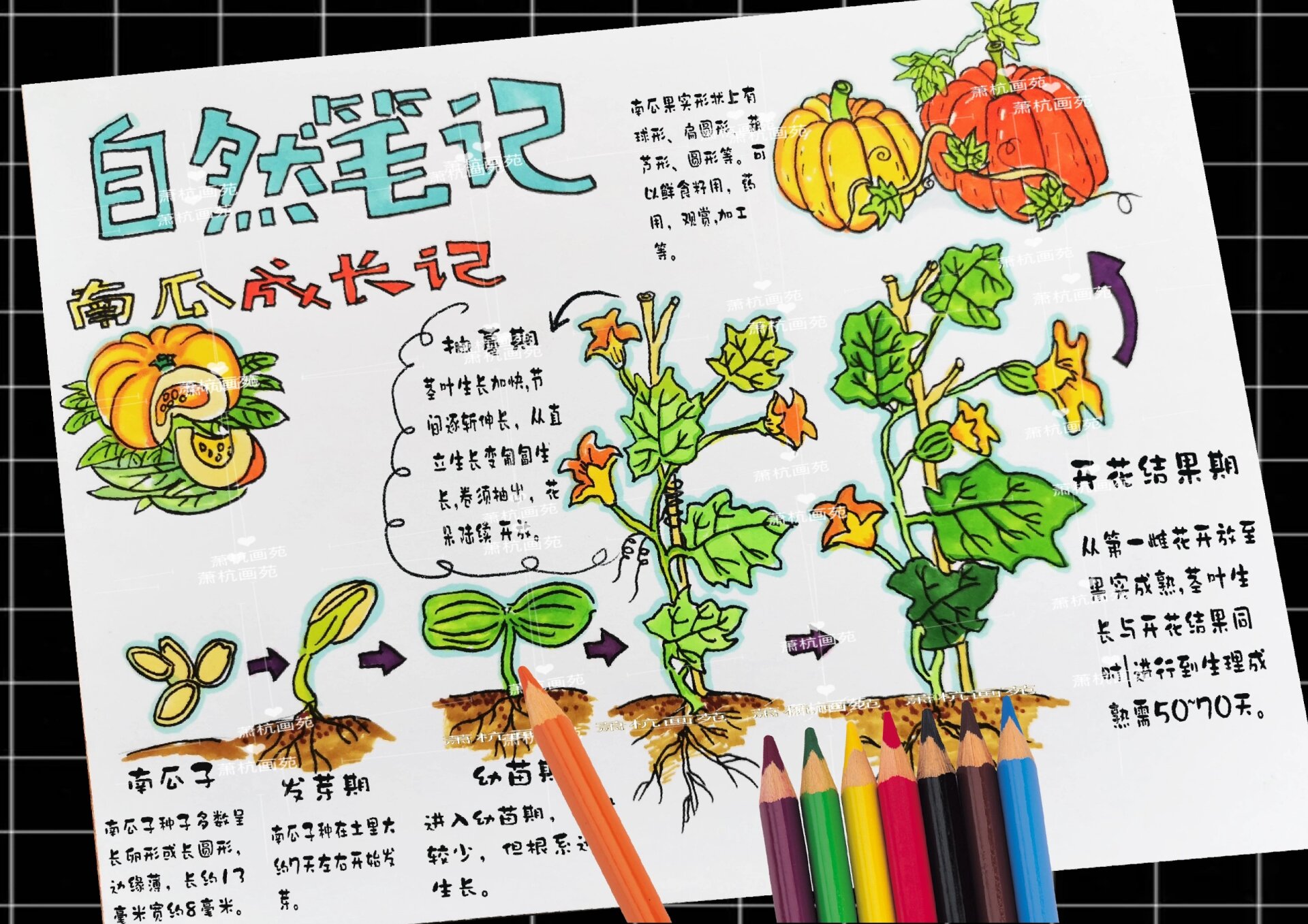自然笔记南瓜生长记