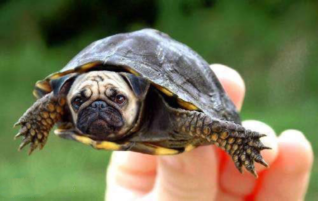 你绝对没有见过的混血动物0969♂15 99有史以来最好的:动物与