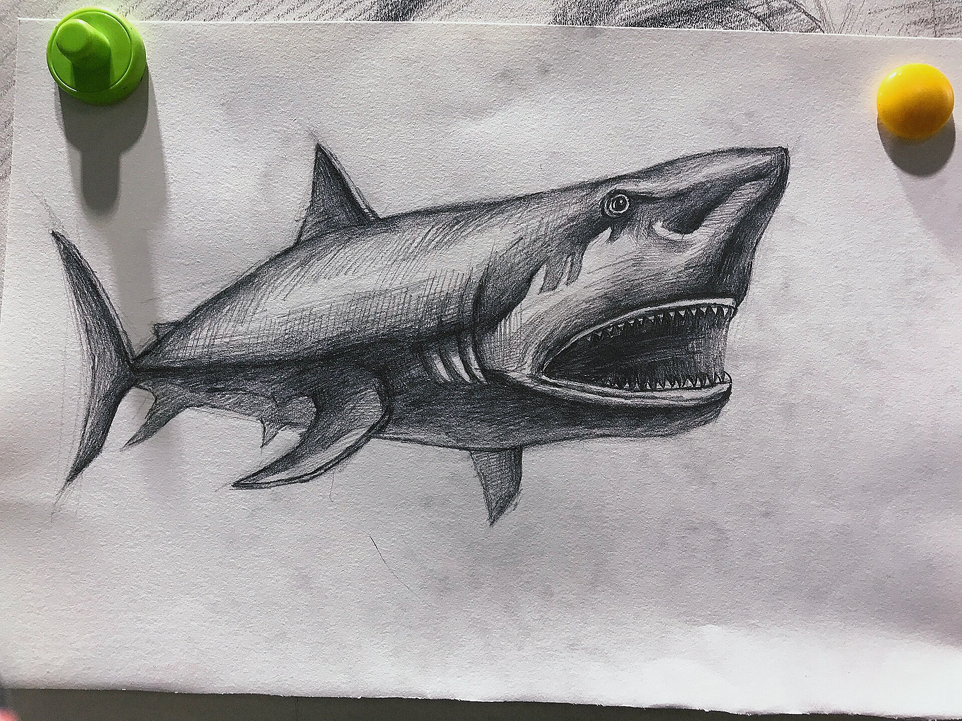 素描|清蒸虎头鲨🦈