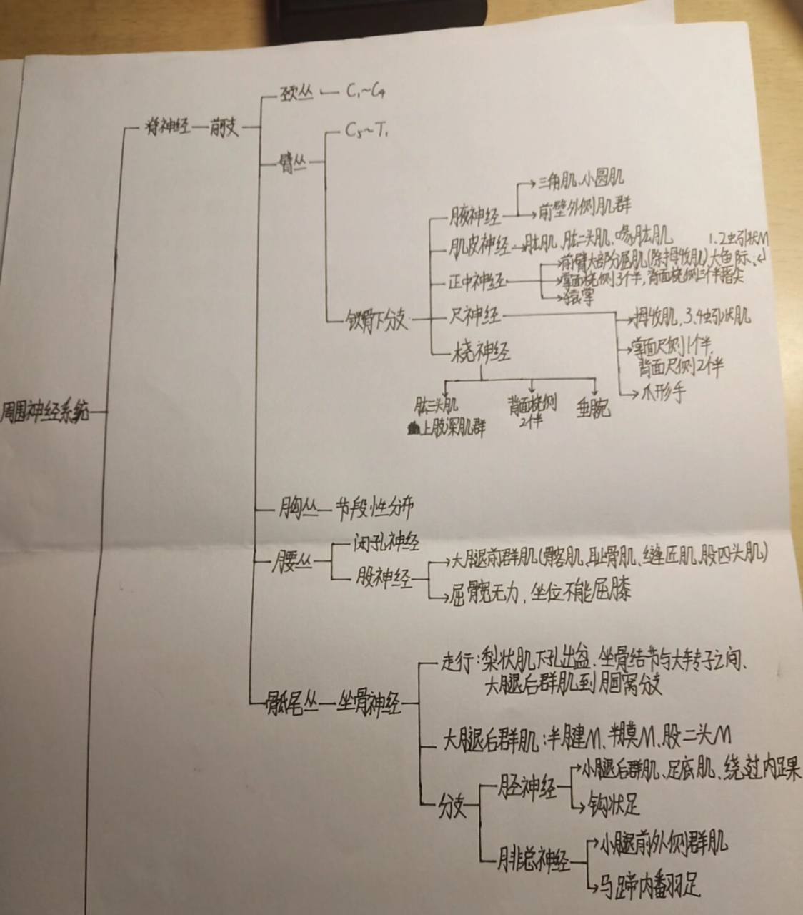 神经系统思维导图