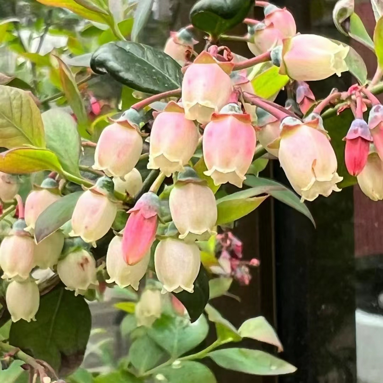蓝莓花图片 农场里的浪漫|蓝莓花94 春雨润无声,仿佛一切春意盎然都