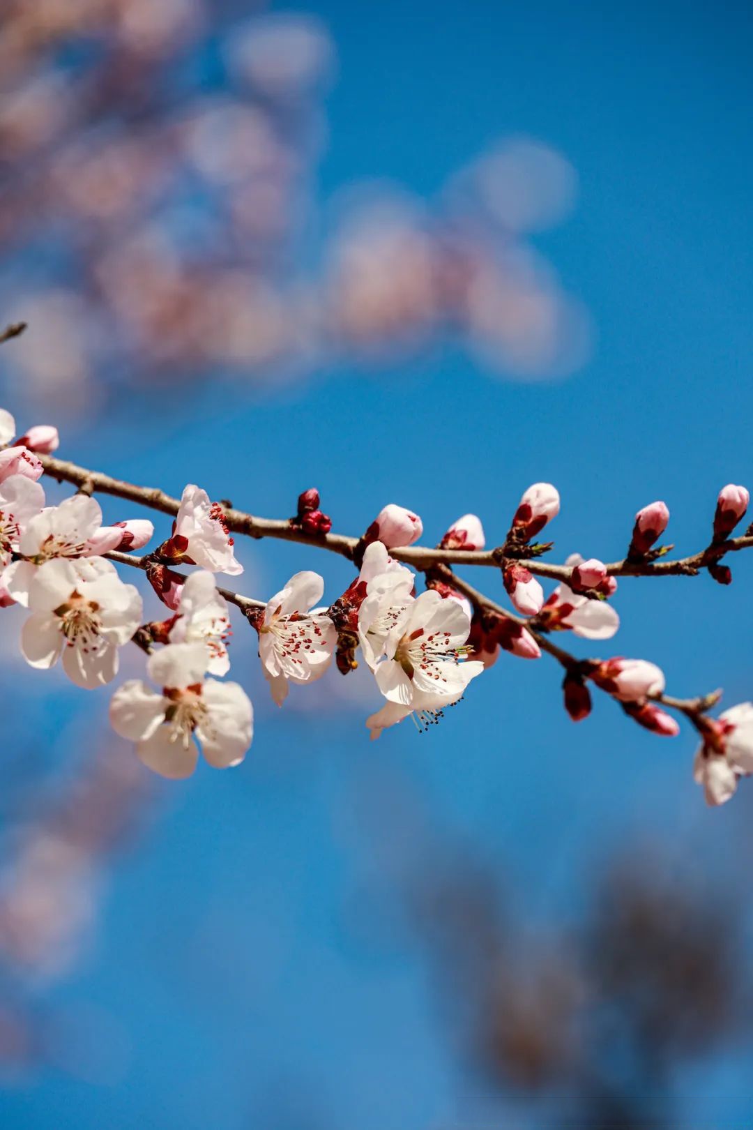 莫负春光,快出门和春天来一场浪漫的邂逅吧!#北京