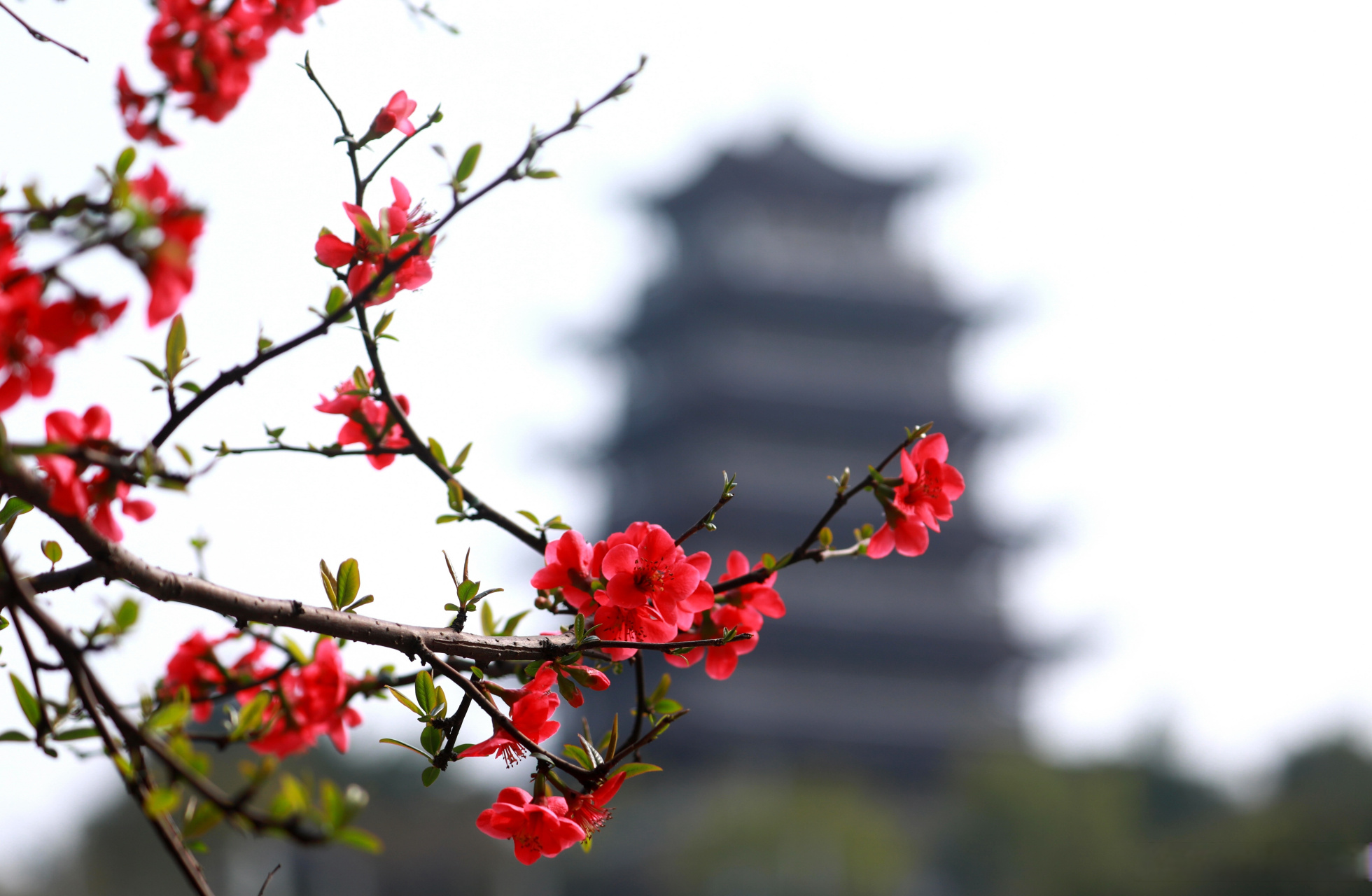 春日暖阳下,荣昌城区海棠花竞相绽放.