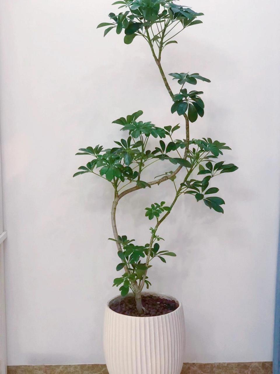 招财树|鸭掌木又名八方来财 又名八方来财 树形