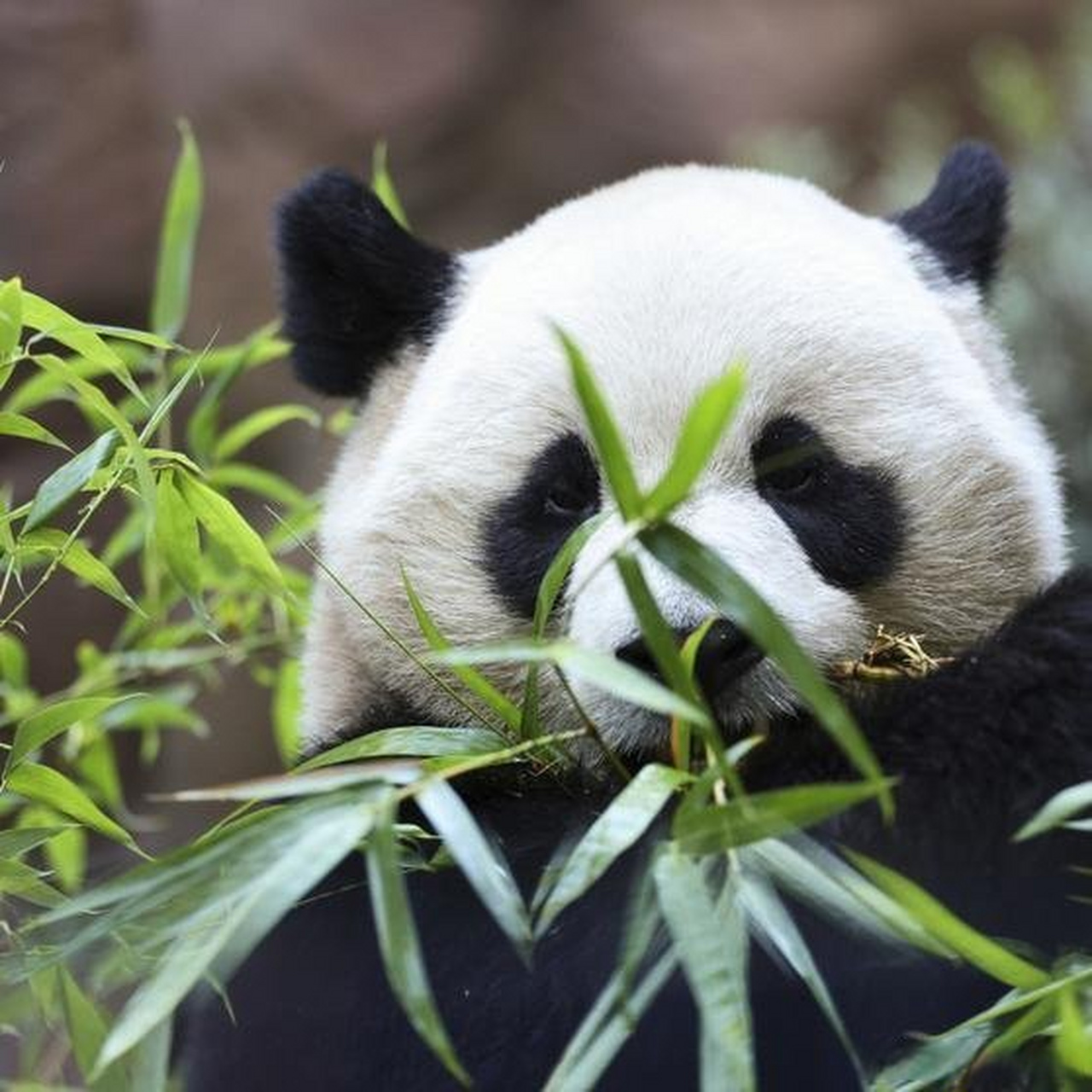 刚出生的小熊猫图片