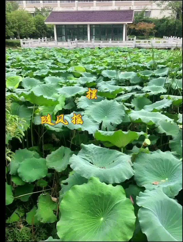 寻一方清静,赏一片绿光|打卡苏州黄桥公园