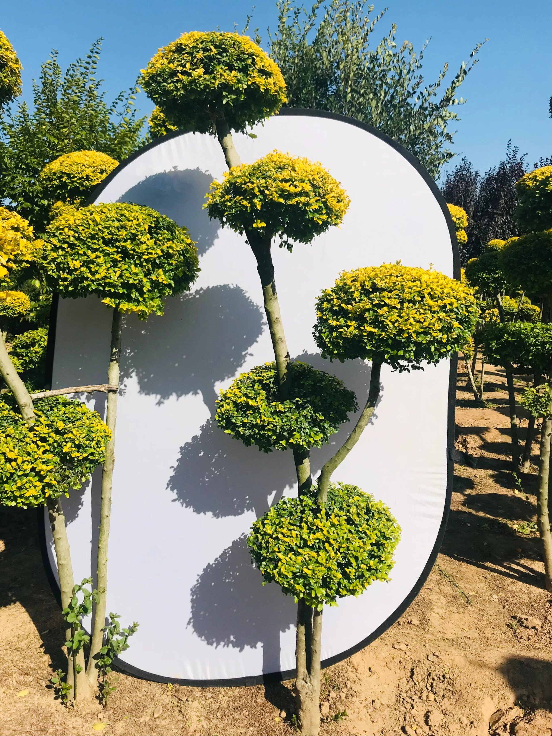 造型亮晶女贞,各种规格大小,四季不落叶!