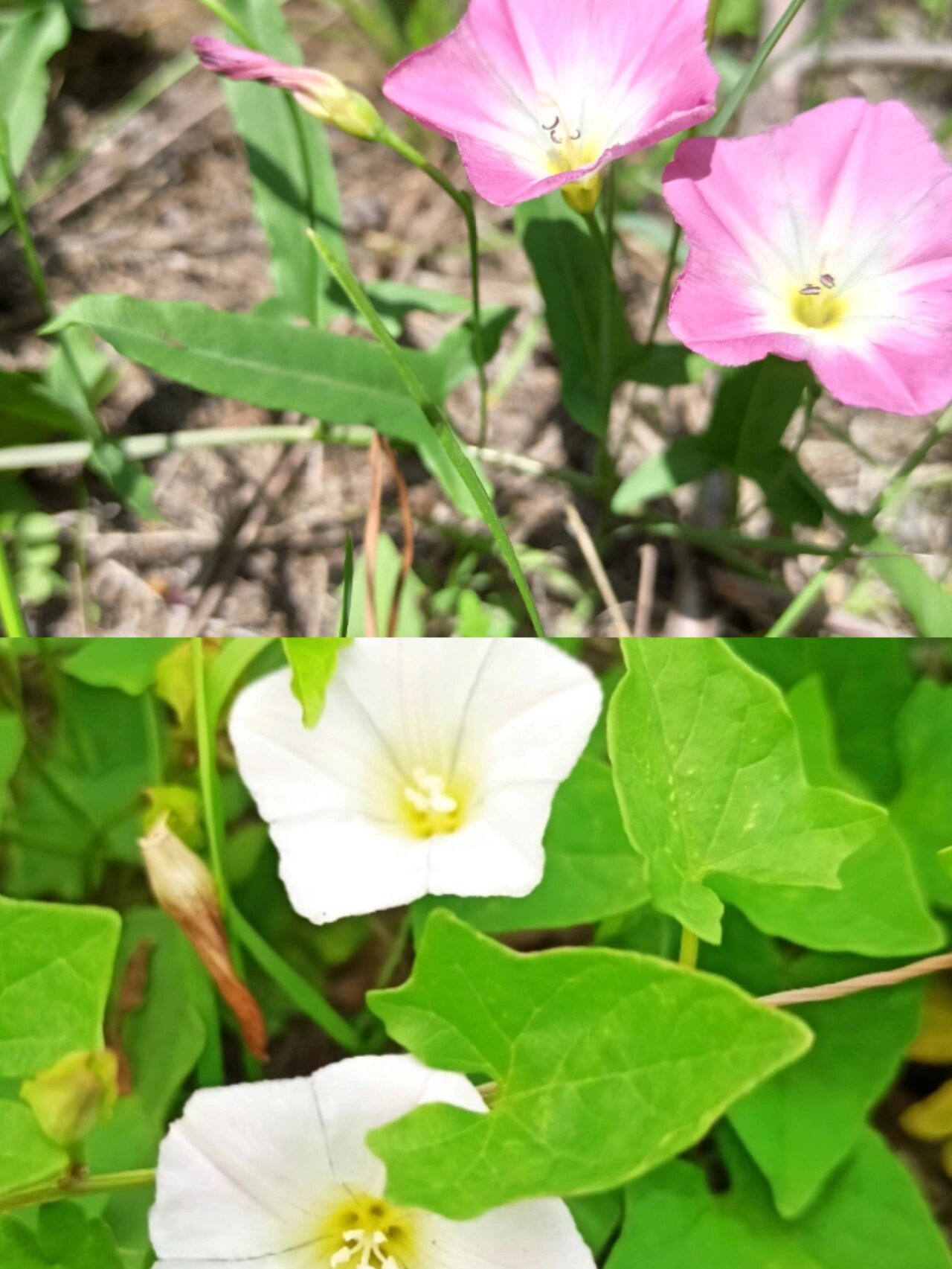 别名:小旋花丶中国旋花,野牵牛等 花语:恩赐 田旋花长得象小粉牵牛花