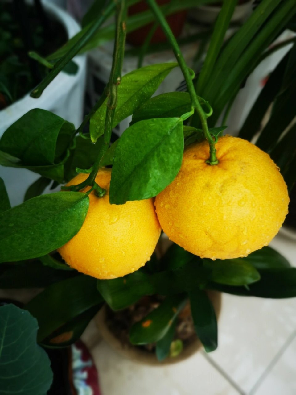 阳台种果:盆栽葡萄柚教程 有露台或向南不封闭阳台的小伙伴,种一棵