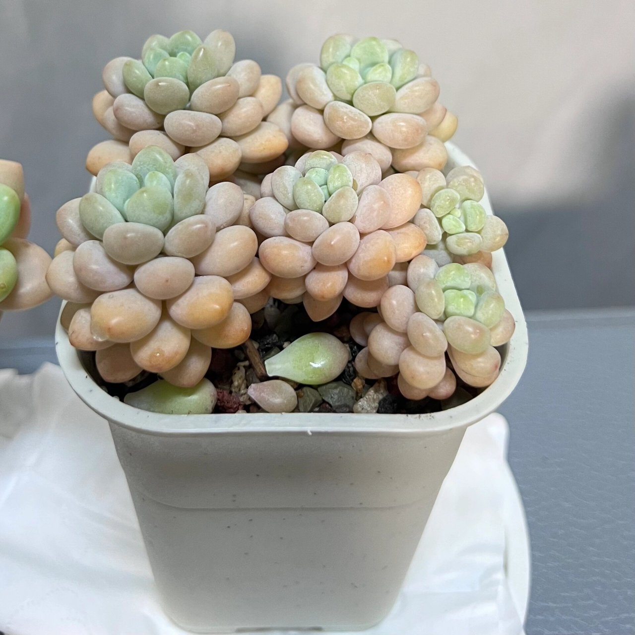 多肉|这么看,洛神,洛可可还是差别挺大 都是手捧花造型的小可爱,你们