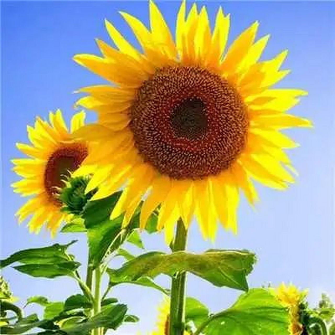 2024年人财两旺的微信头像适合四十岁女 头像 | 2024女人好运的微信