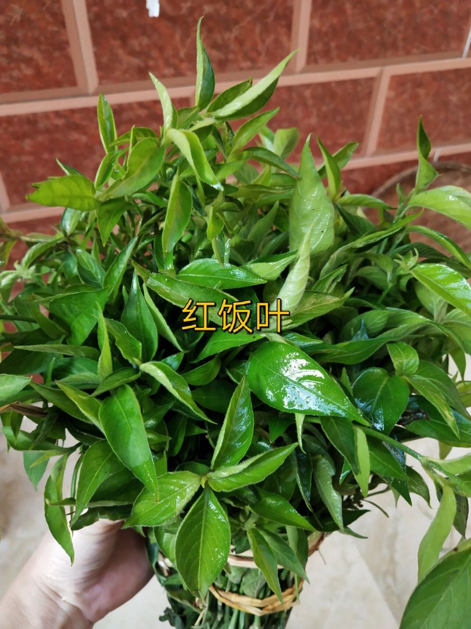 每年农历三月初三,清明节时节,广西壮族人民普遍制作五色糯米饭,这是