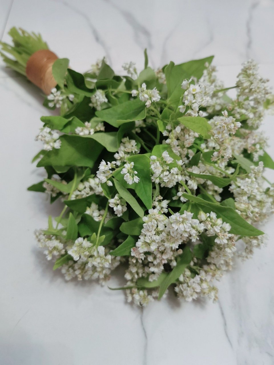 鬼怪先生的荞麦花束 花语 恋人(鬼怪说的)