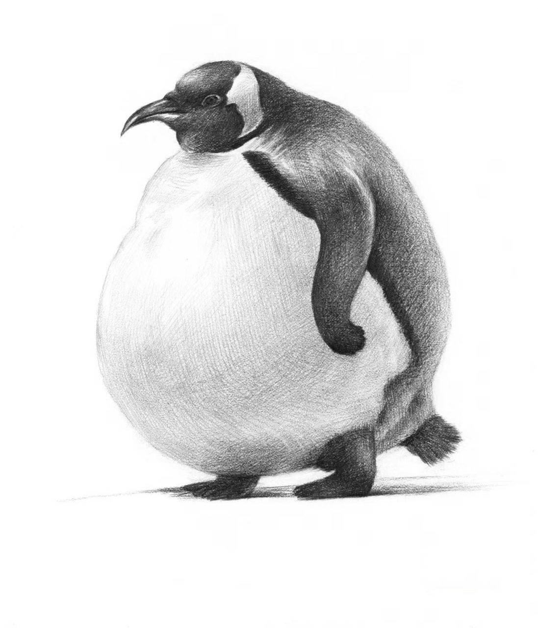 素描动物绘画企鹅 企鹅素描