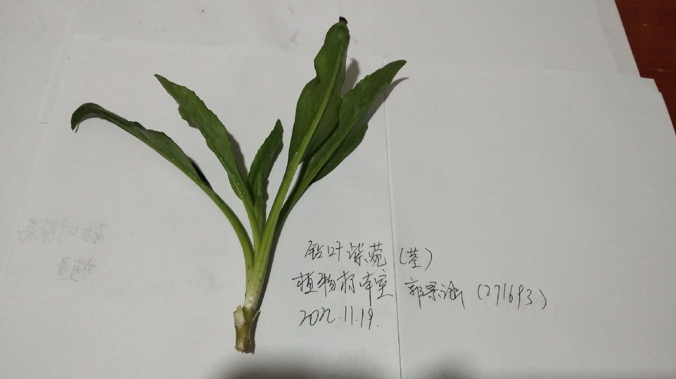 钻叶紫菀 钻叶紫菀(学名:symphyotrichum subulatum (michx.) g.l.