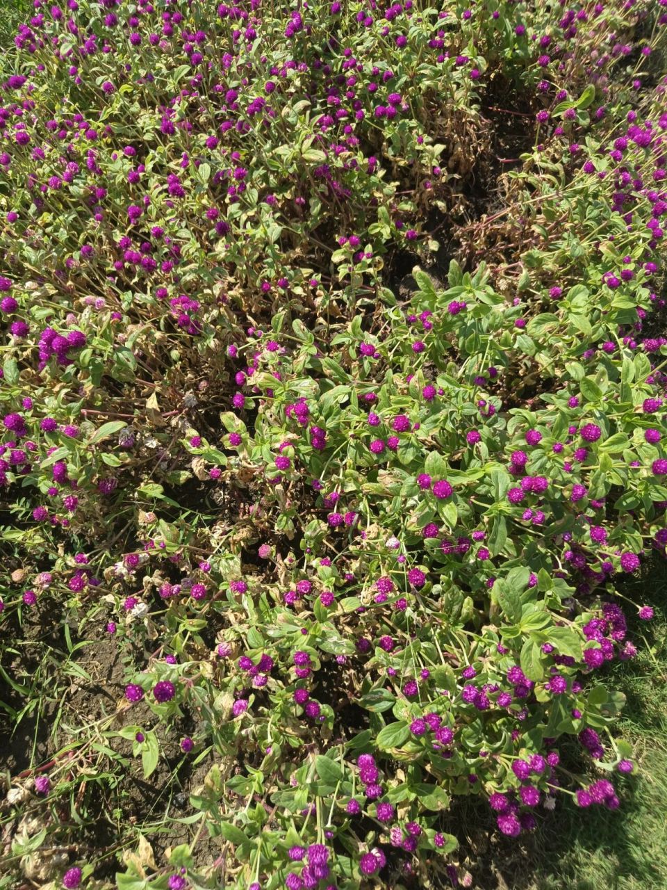 植物小科普～千日红 别名:百日红,火球花 科:苋科 特征:一年生直立