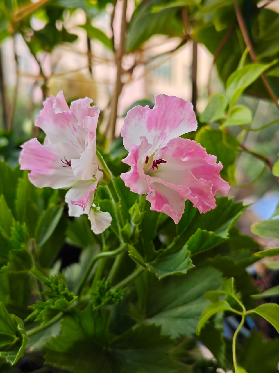 大花天竺葵蝴蝶梅德利和托尼.都比较有仙气.德利粉色.