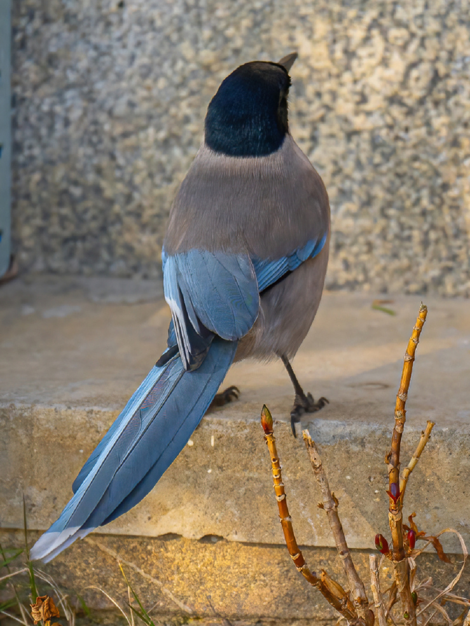 喜鹊 图1:仰望 图2:要迟到了 图3:飞跃