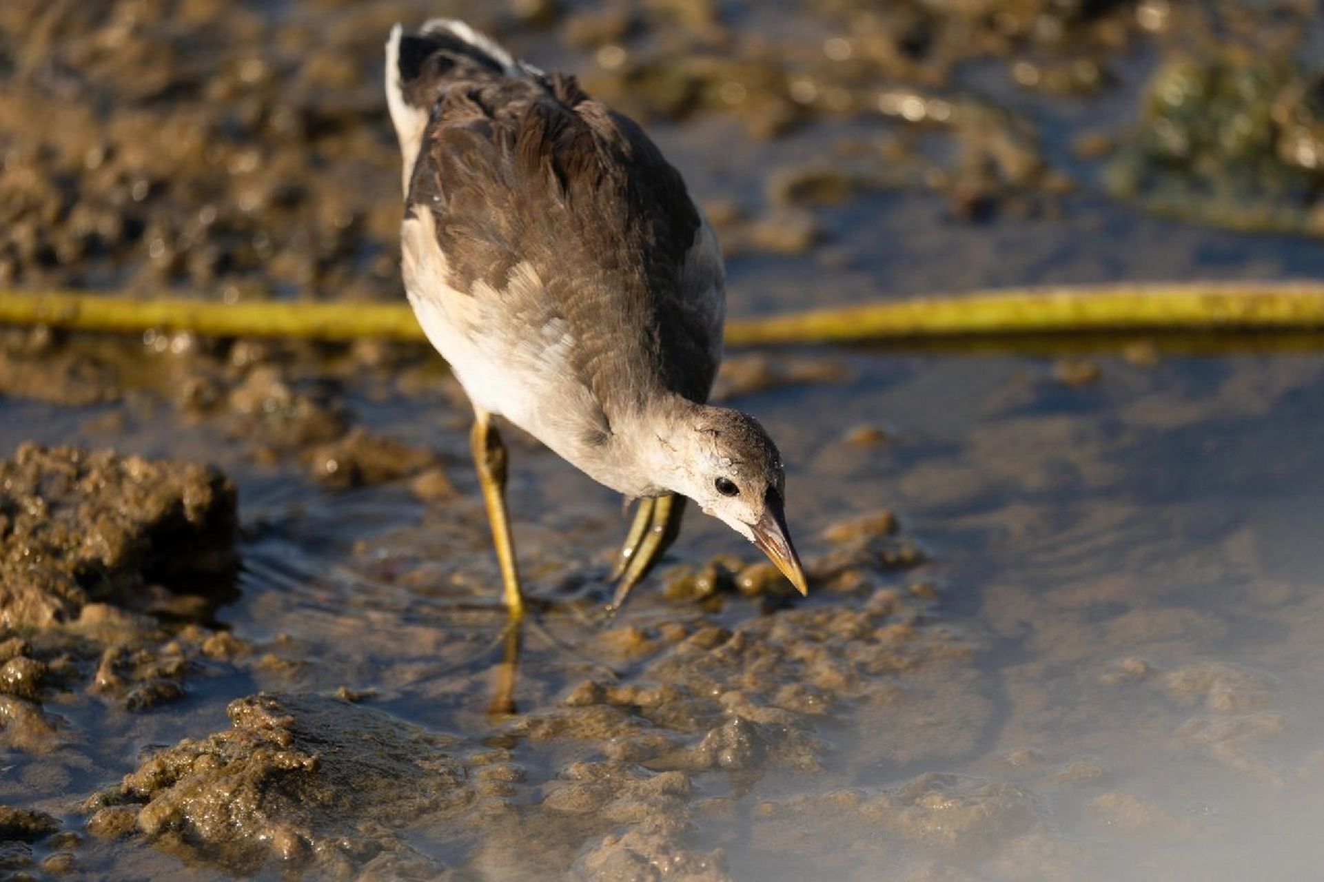 鸟类图鉴|黑水鸡亚成鸟 黑水鸡(英文名:common moorhen,学名:gall