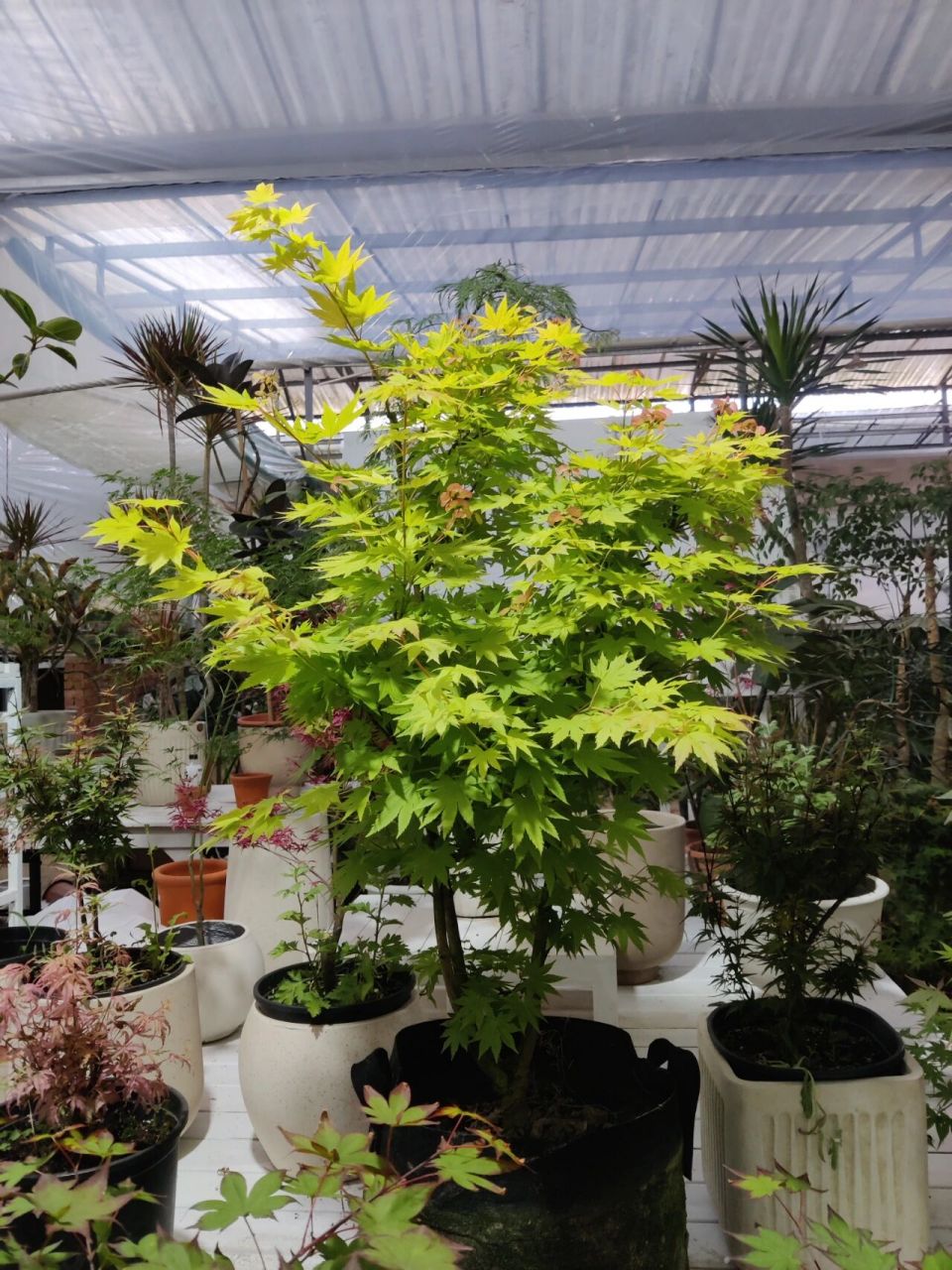 植物志——约旦枫 约旦枫由日本著名植物学家白泽美穗命名,所以又叫做