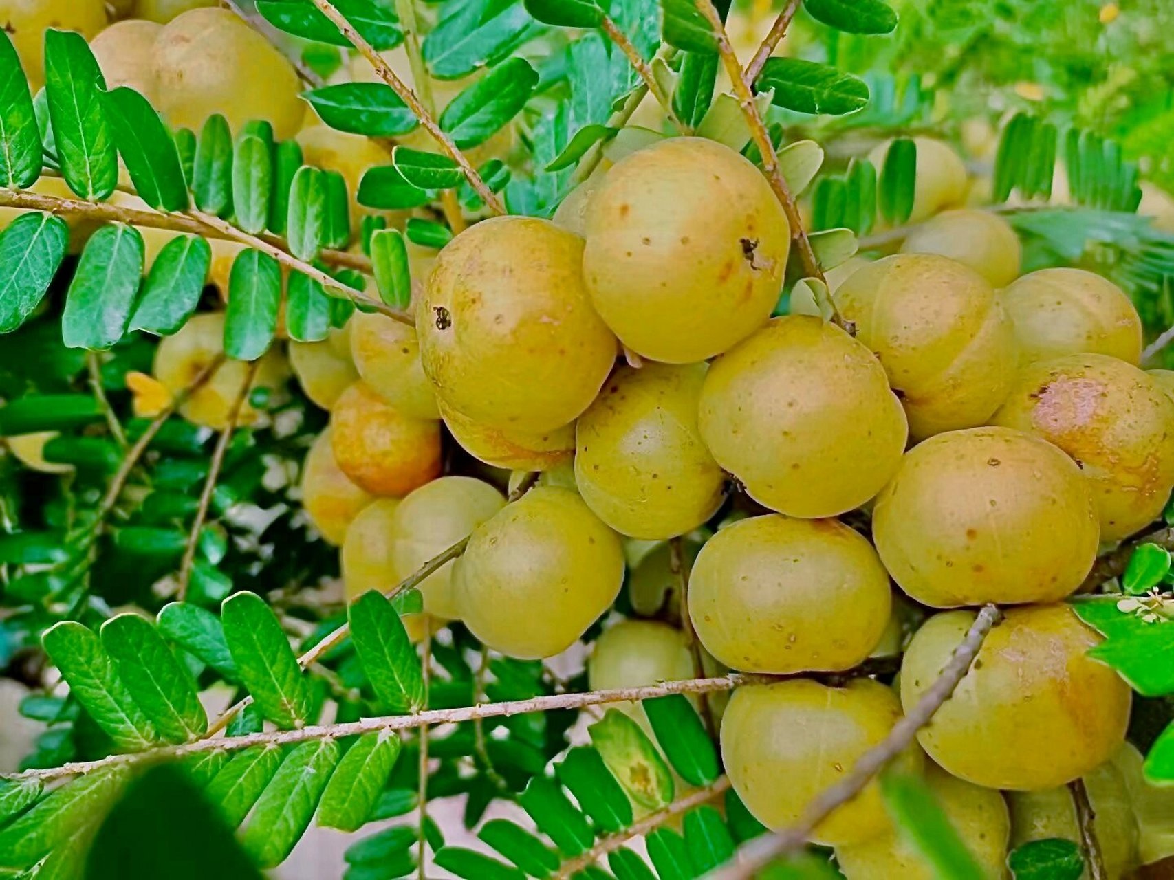 油柑又名余甘子,有行气,止咳,治消化润肺化痰,生津止渴,预防和治疗