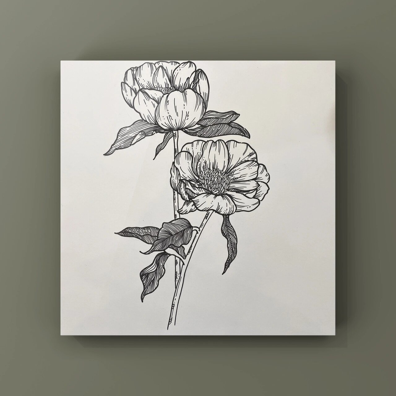 每日一画|黑白线描花卉·芍药花