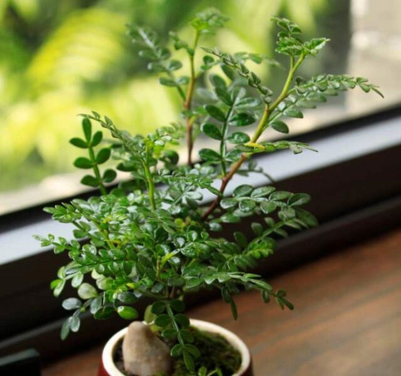 00清香胡椒木|傻傻分不清 上期介绍了91清香木,那有一款和它非常