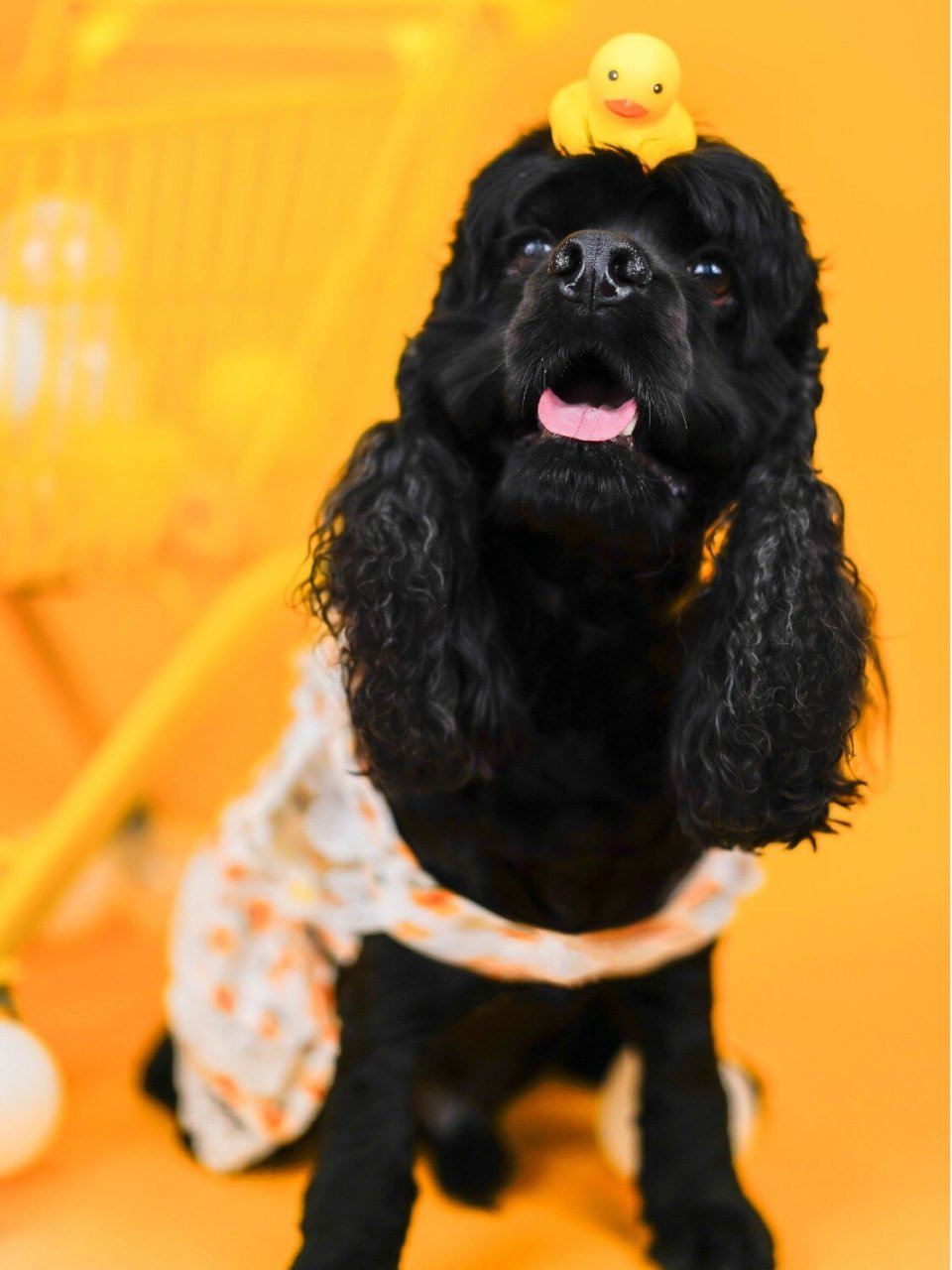 我们拍的第一只美国可卡犬95 可卡犬(英文名:cocker spaniel)是犬科