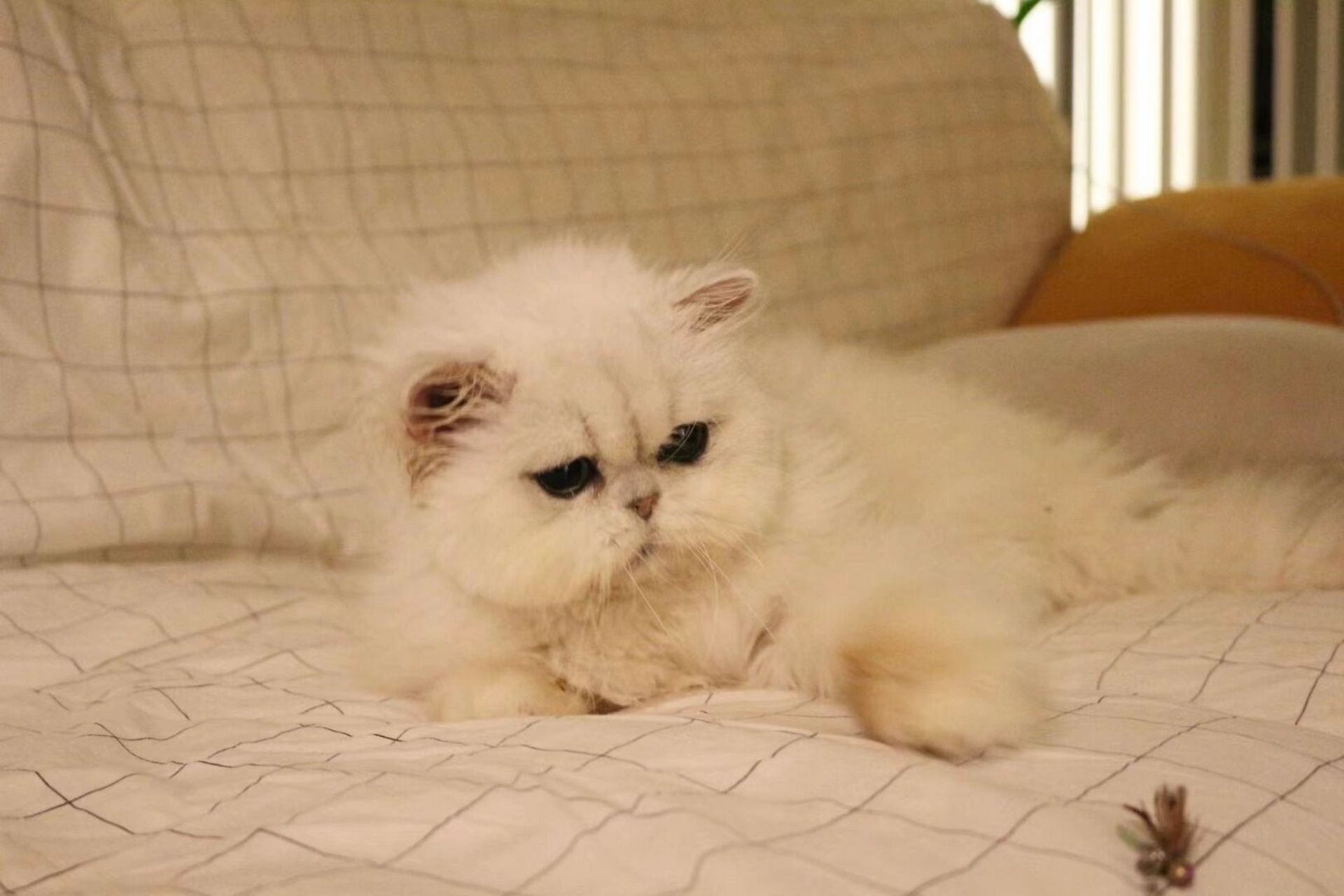 转让银色娃娃脸金吉拉 银色金吉拉dallface #乌鲁木齐# #金渐层猫舍