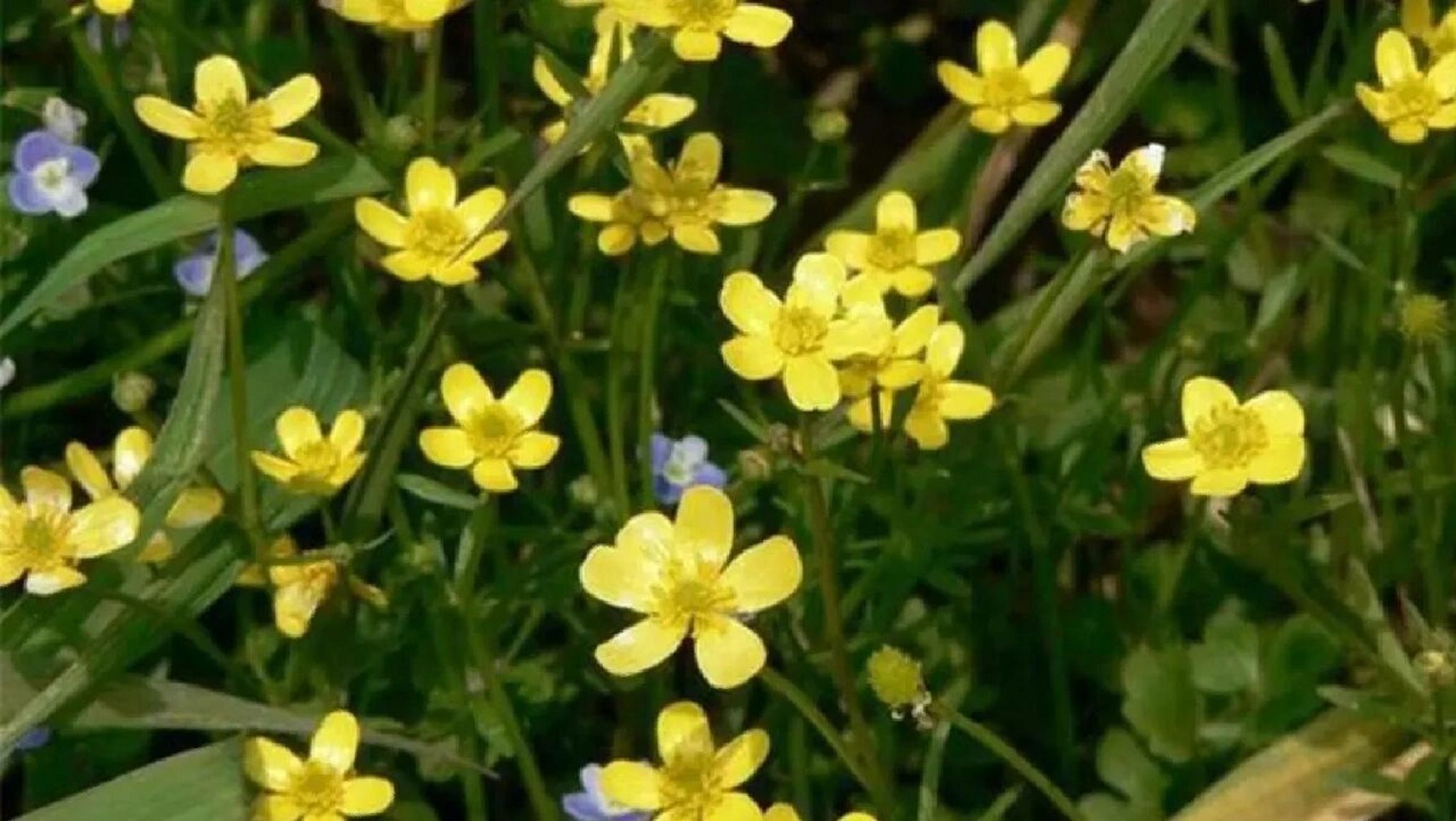 看图识中药——猫爪草  有一种草,它开着鹅黄色的小花,花朵不大,但是