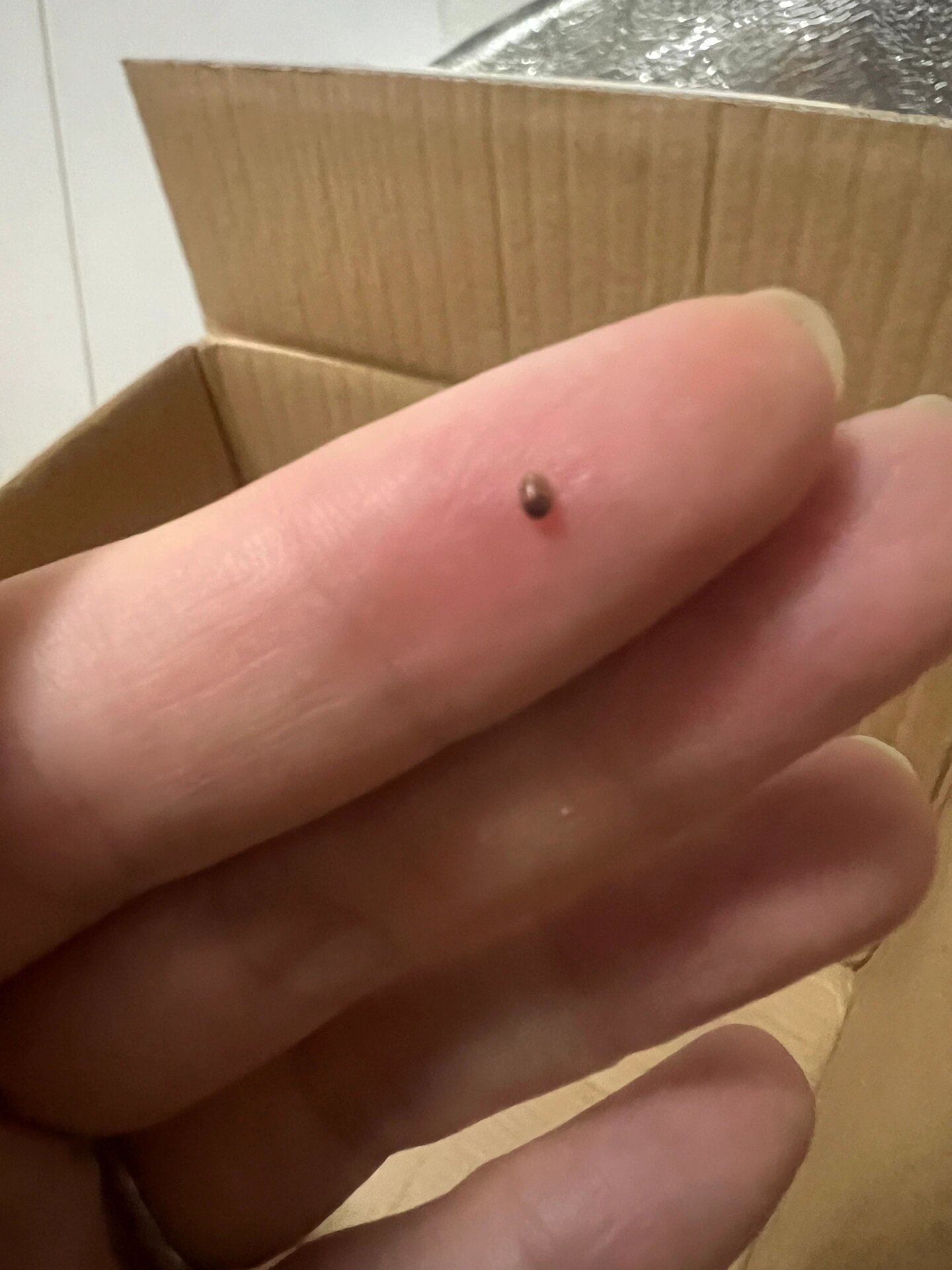 黑皮蠹～烟草甲～黑色硬壳小飞虫