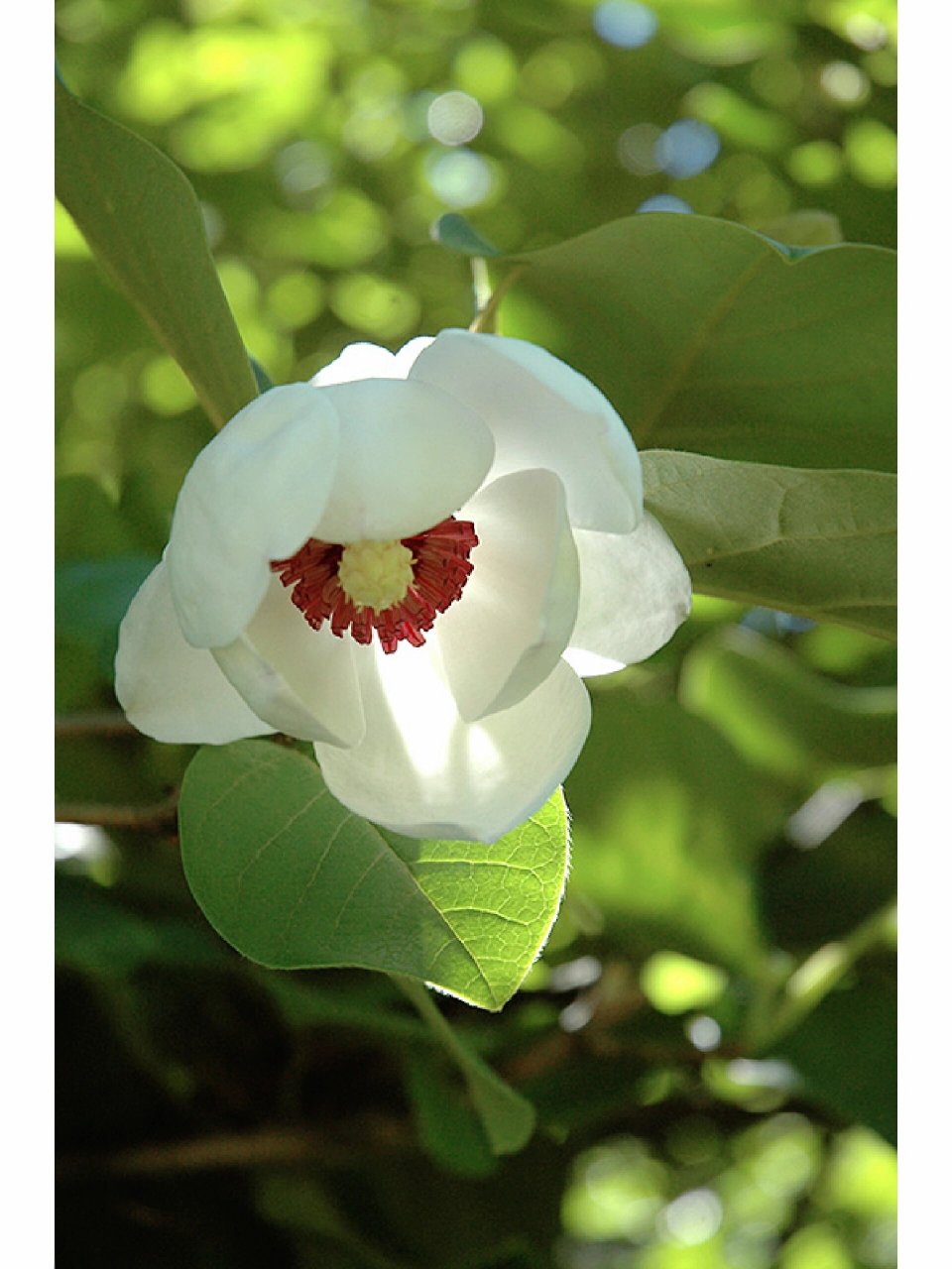 天女花│木兰科│每日识花│第211天 天女花(木兰科天女花属) 木兰科