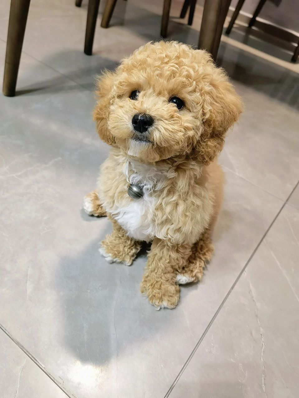 比熊泰迪串,我们三个月啦 混血真的很聪明,教他什么学几次就会了