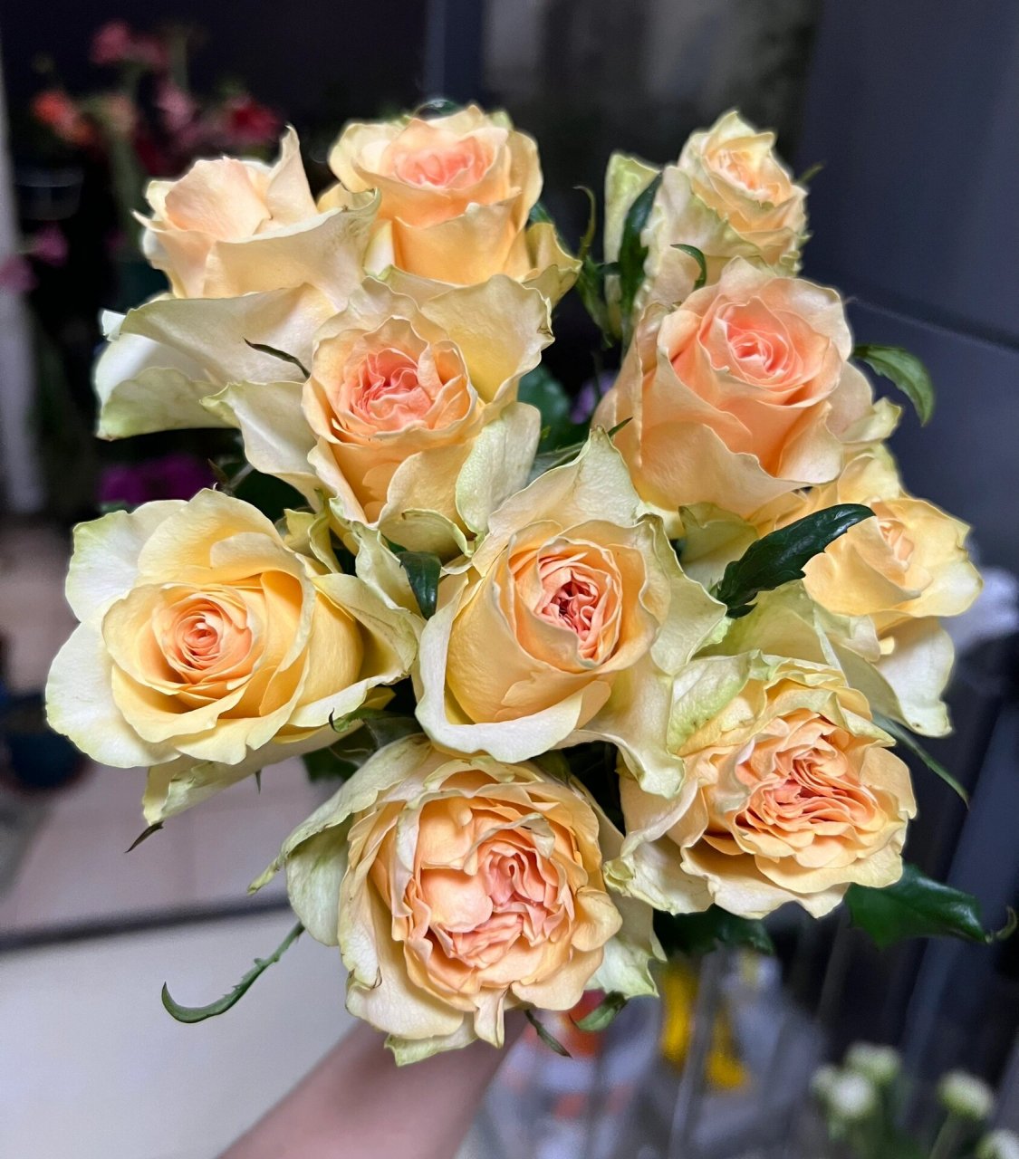 玫瑰|理想国(逸禾) 603. 理想国. 黄绿色.花头很小,紧凑.开放度不大.