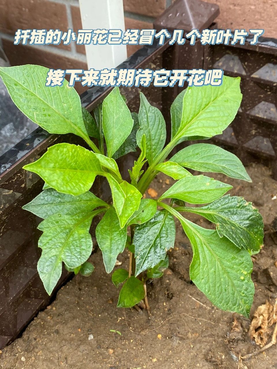 小丽花扦插的经验总结～快备份起来 东北著名的大风把我的小丽花刮折