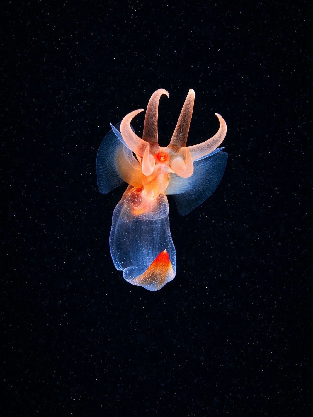 冰海天使 冰海天使是指一种浮游软体动物,裸海蝶,是海若螺科一种生活