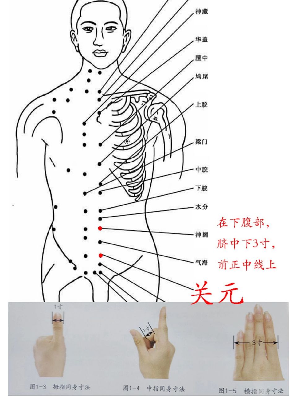 肚脐下关元准确位置图图片