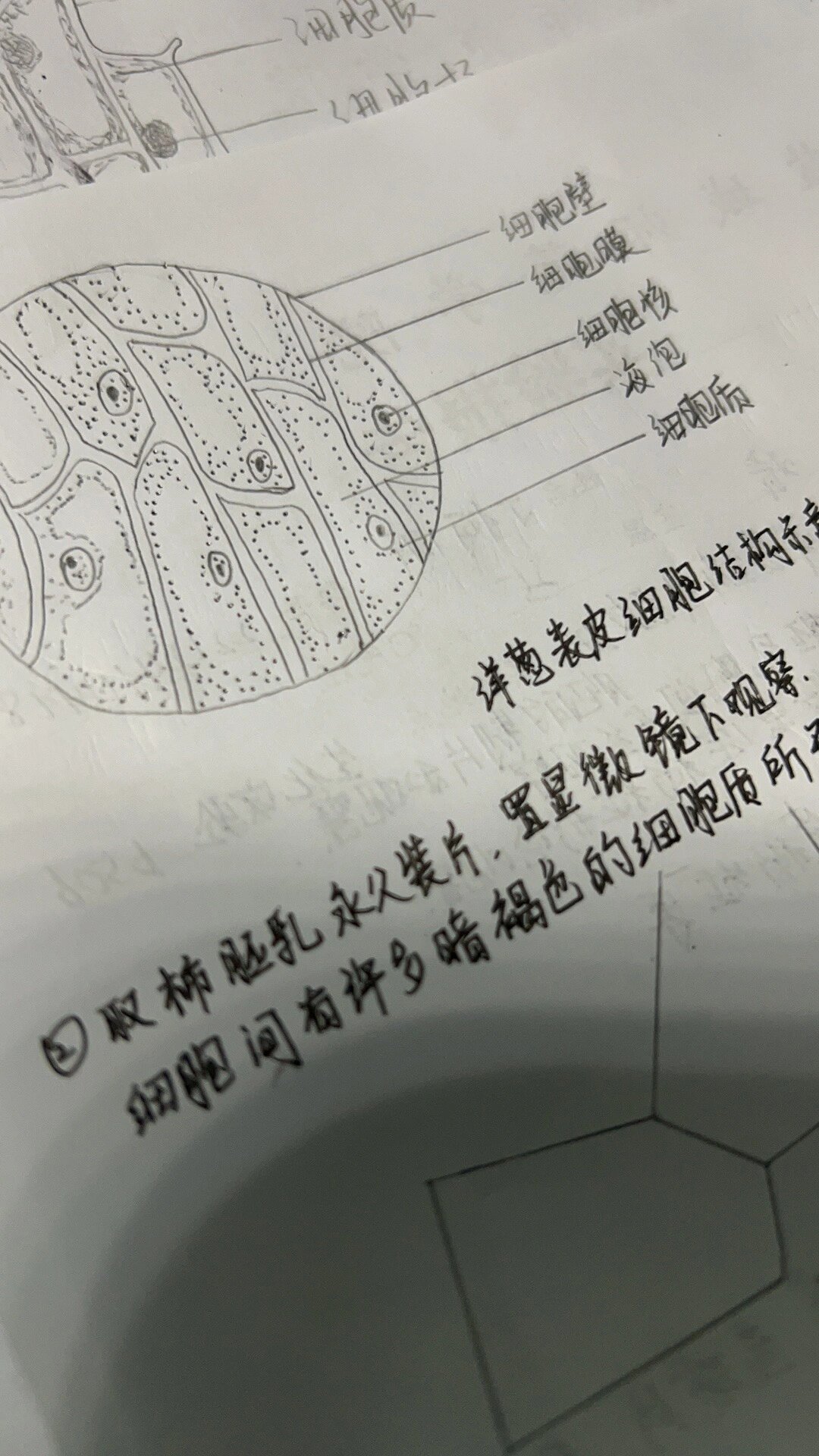 植物生物学手绘图 洋葱鳞片叶表皮细胞 柿胚乳的胞间连丝