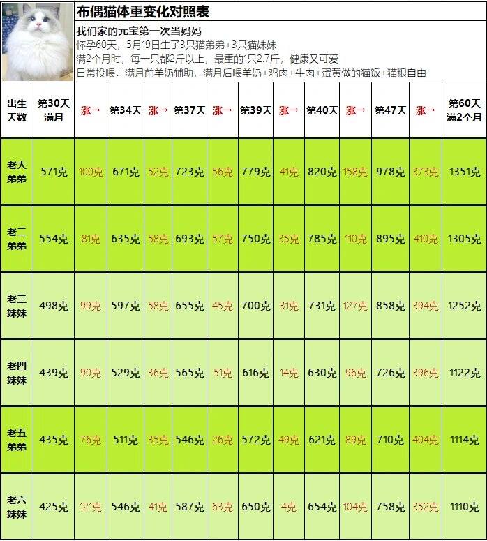 布偶猫标准体重表图片