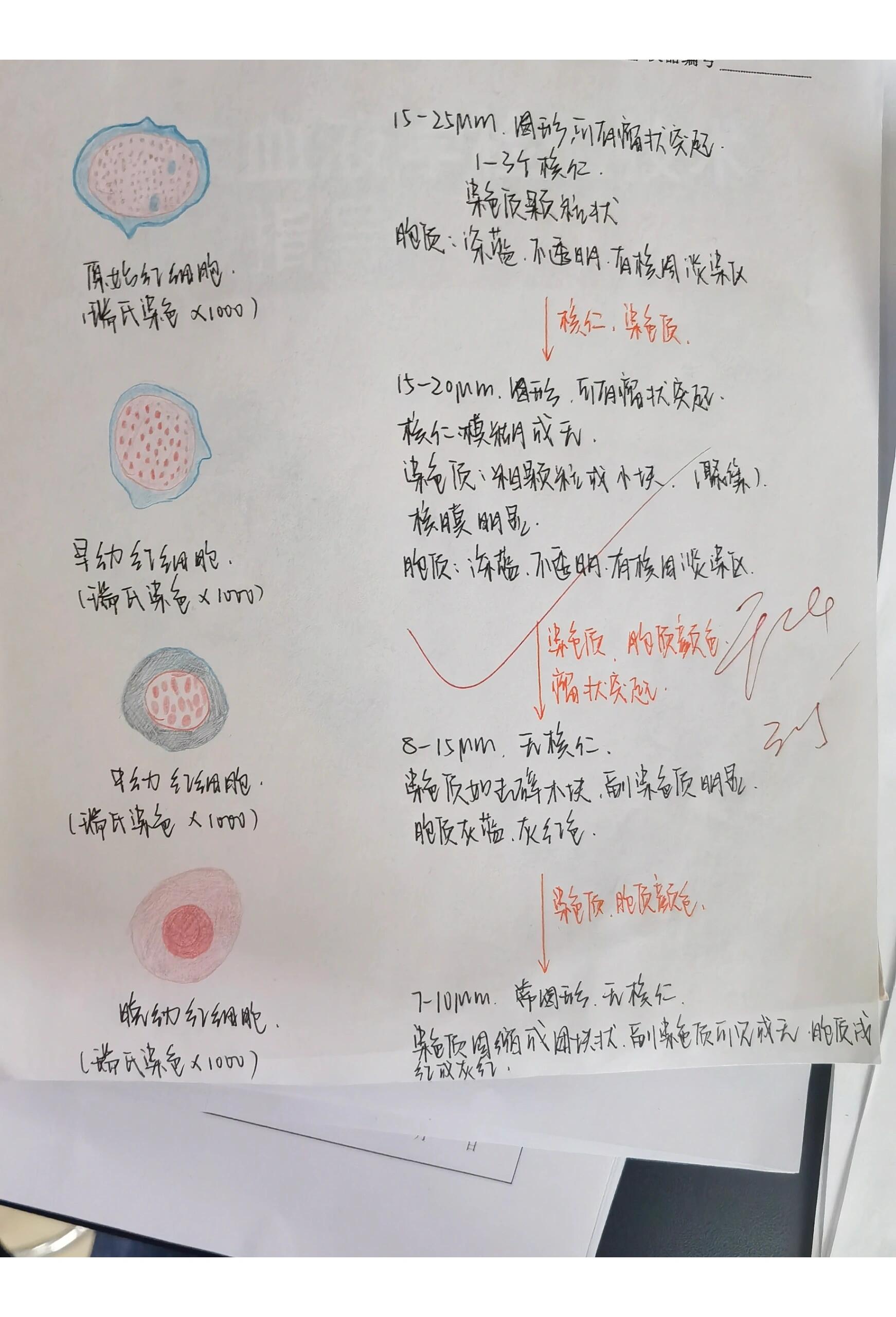 单核细胞红蓝铅笔绘图图片