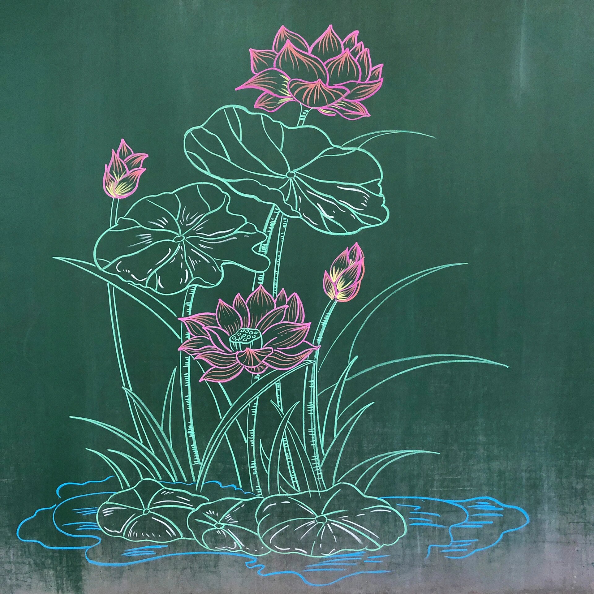 粉笔画,黑板画—荷花