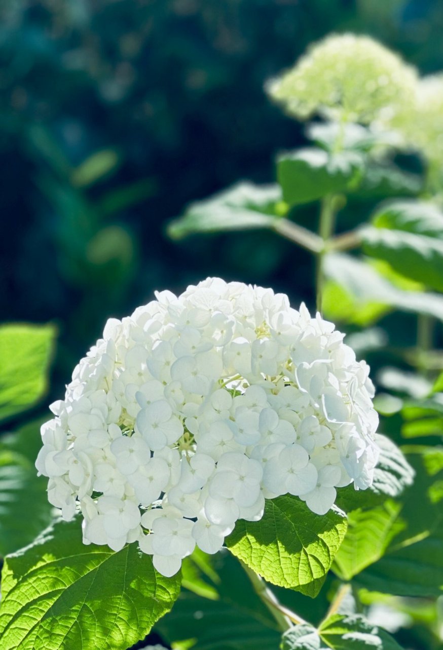 秋,无敌贝拉安娜绣球(incrediball) incrediball太优秀了,今年第二波