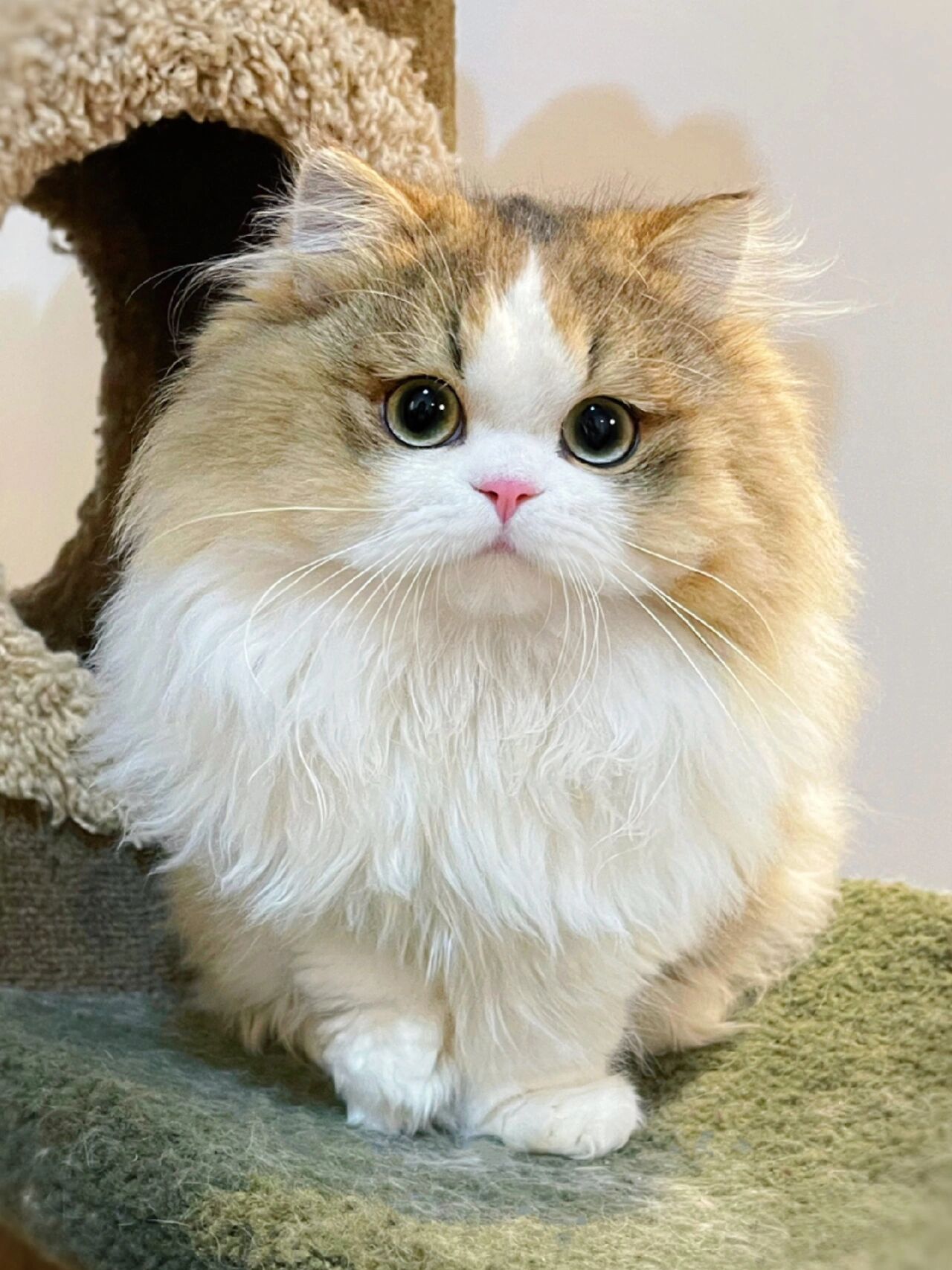 会让人一见钟情的小猫咪 金加白米努特矮脚