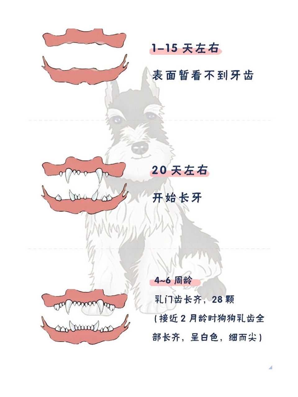 狗牙齿年龄对照表图解图片