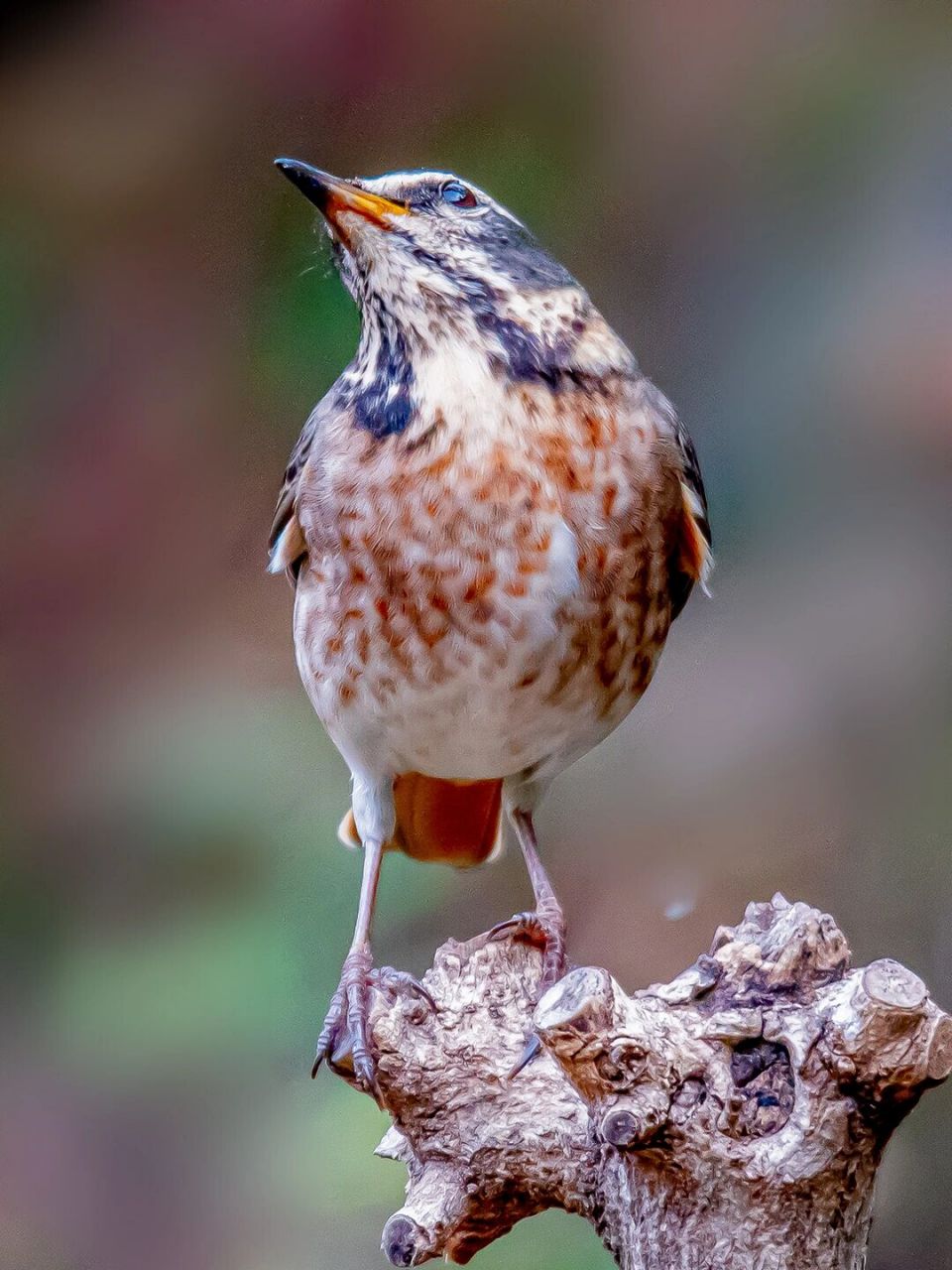 斑鸫(雌) 经过几十年的植树造林,封山育林,南部的山峦基本上都被绿色